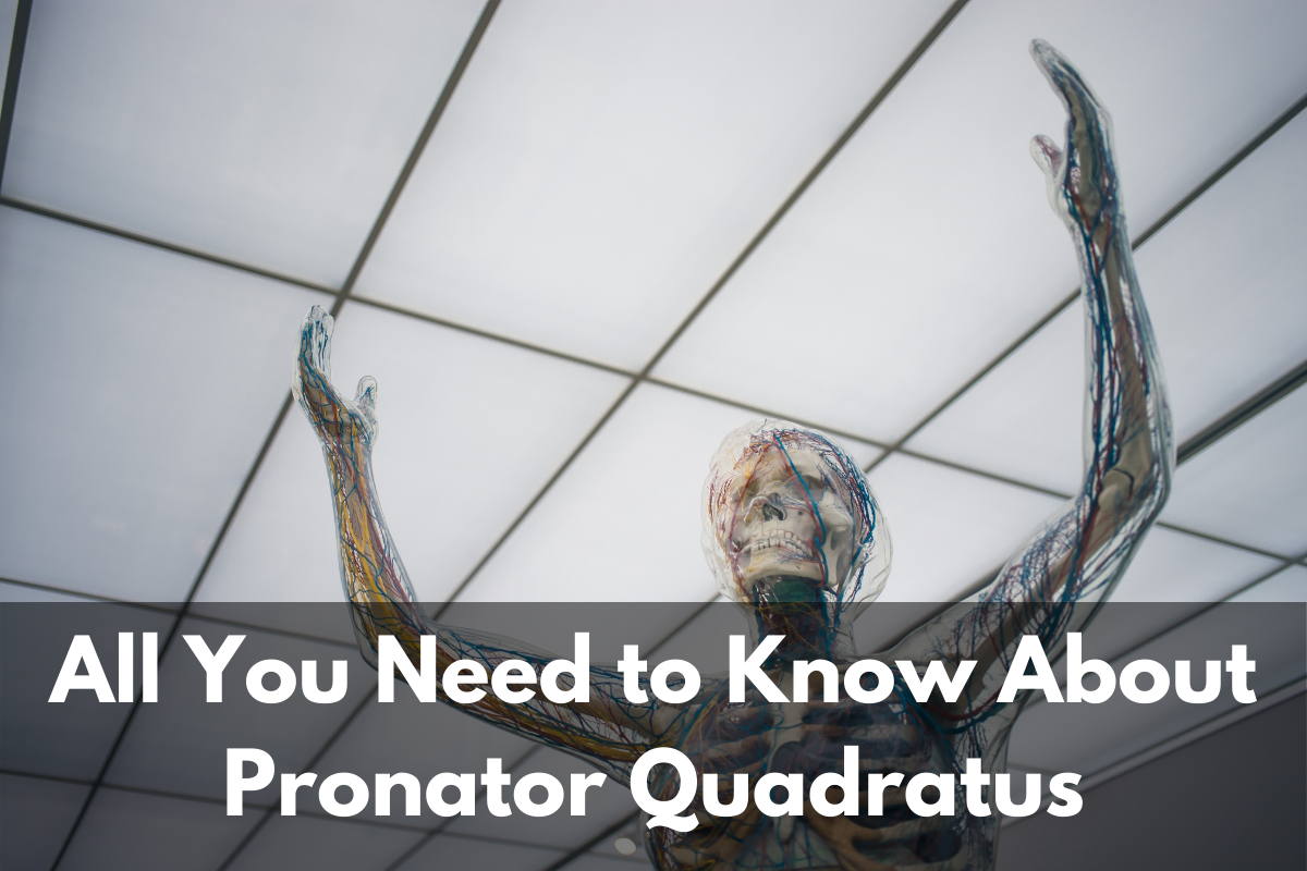 pronator quadratus